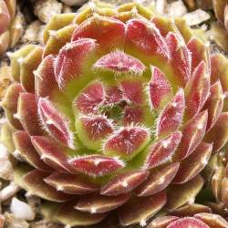 Sempervivum - Dachwurz - Hauswurz